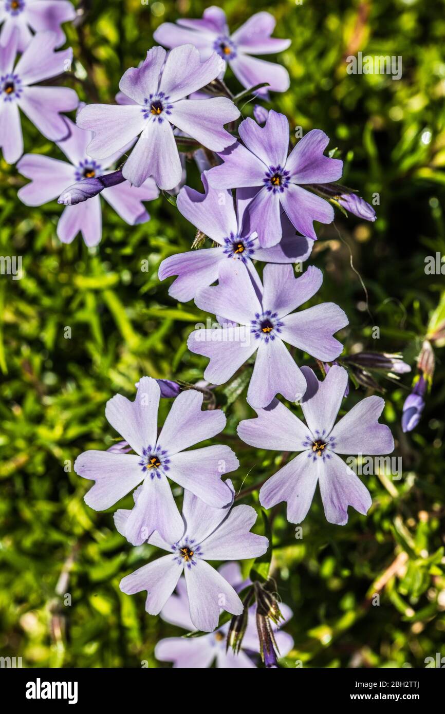 London, England. April 2020. Eine schöne blassviolette Blume, die während eines sonnigen Aprils in einem englischen Garten zarte Frühlingsfarbe erzeugt. David Stockfoto