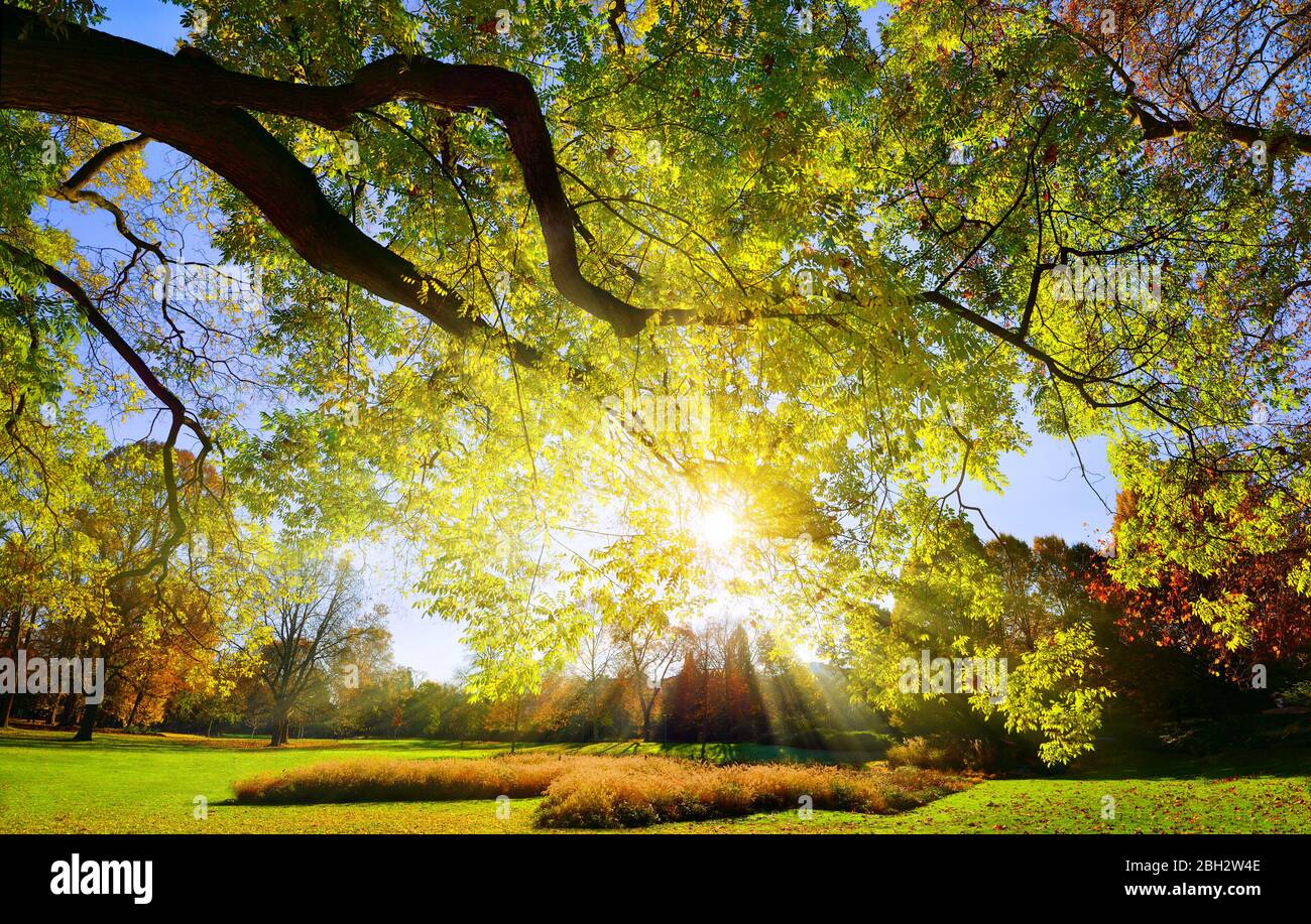 Die Sonne wirft ihre hellen Strahlen durch den majestätischen großen Zweig in einem Park an einem wolkenlosen Tag Stockfoto