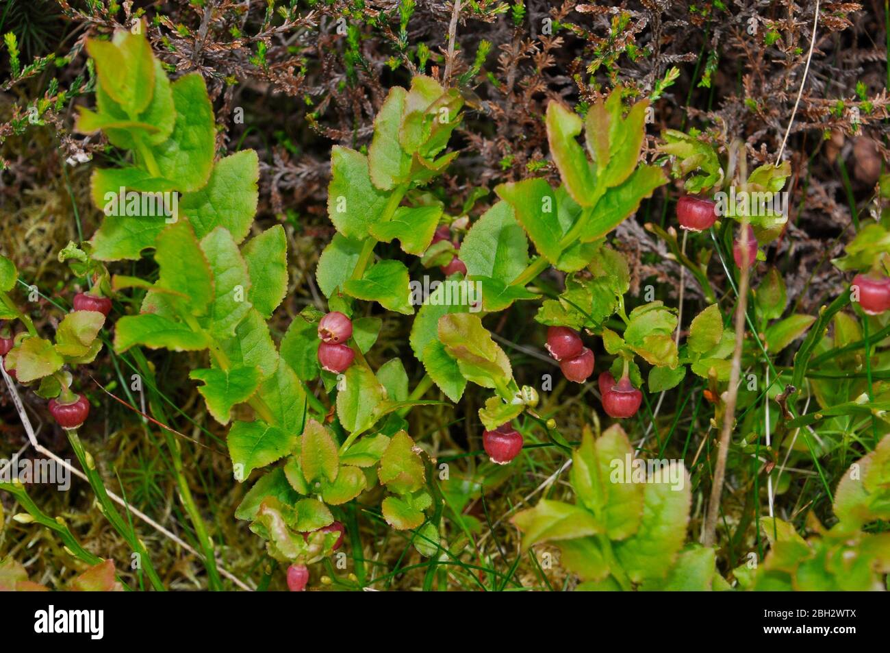 Heidelbeere (Vaccinium myrtillus) - oder Waldordbeere, Windelbeere, Europäische Heidelbeere.Rote Blüten im Frühjahr.Heidemoor, offene Wälder auf sauren Böden. Stockfoto