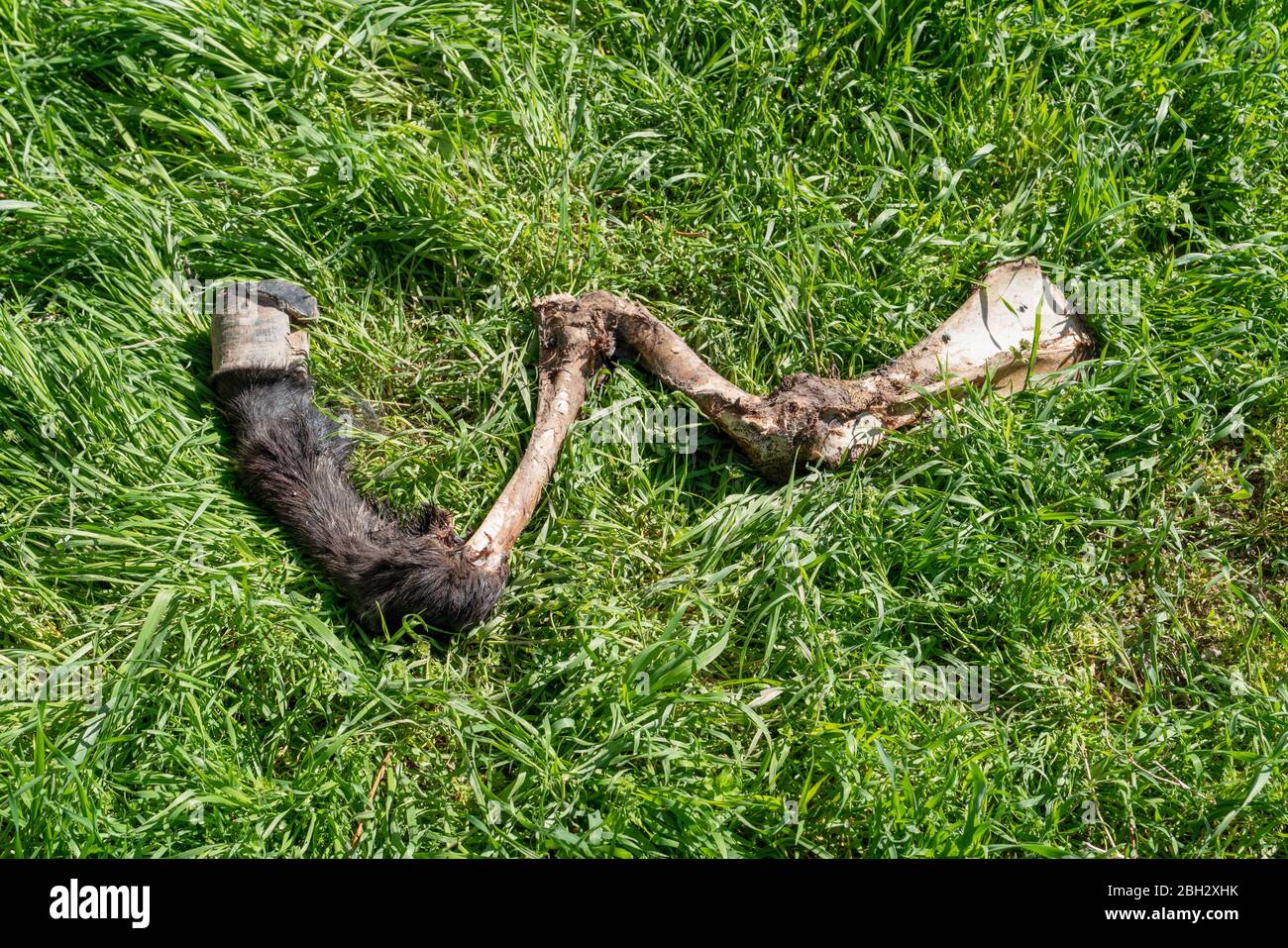 Bein und HUF auf dem Aas eines toten Pferdes oder Esels auf grünem Gras Stockfoto