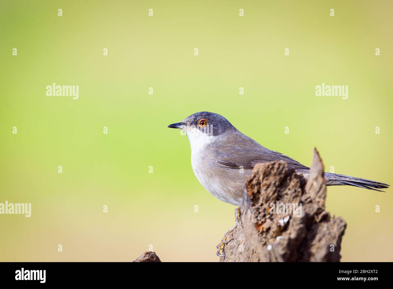 Schöne Sylvia melanocephala-Waldsänger auf Ast mit grünem Hintergrund thront Stockfoto