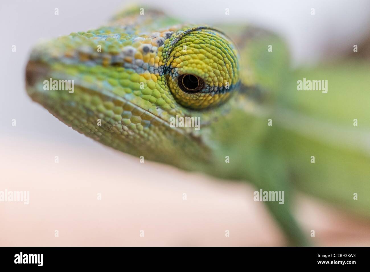 Nahaufnahme eines Pantherchamäleons (Furcifer pardalis) auf Madagaskar Stockfoto