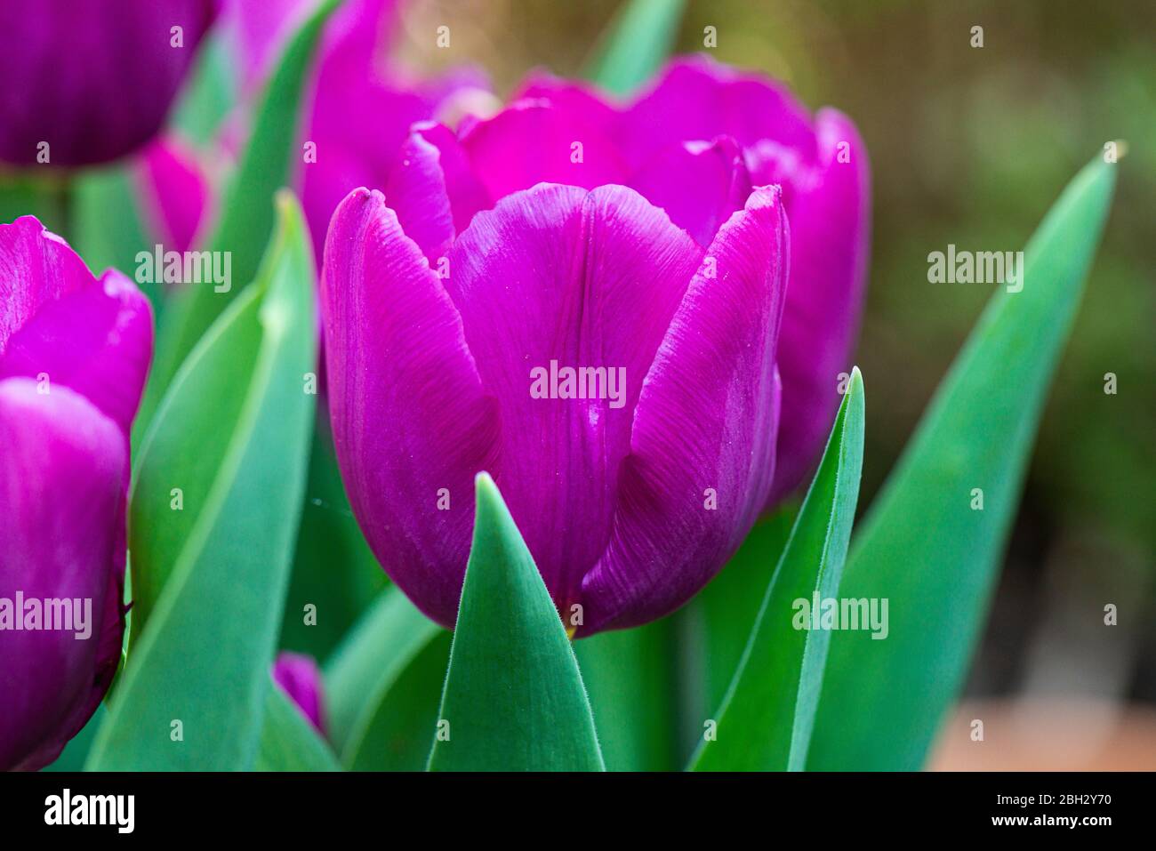 Eine Tulpe 'Purple Prince' Blume (Tulipa 'Purple Prince') Stockfoto