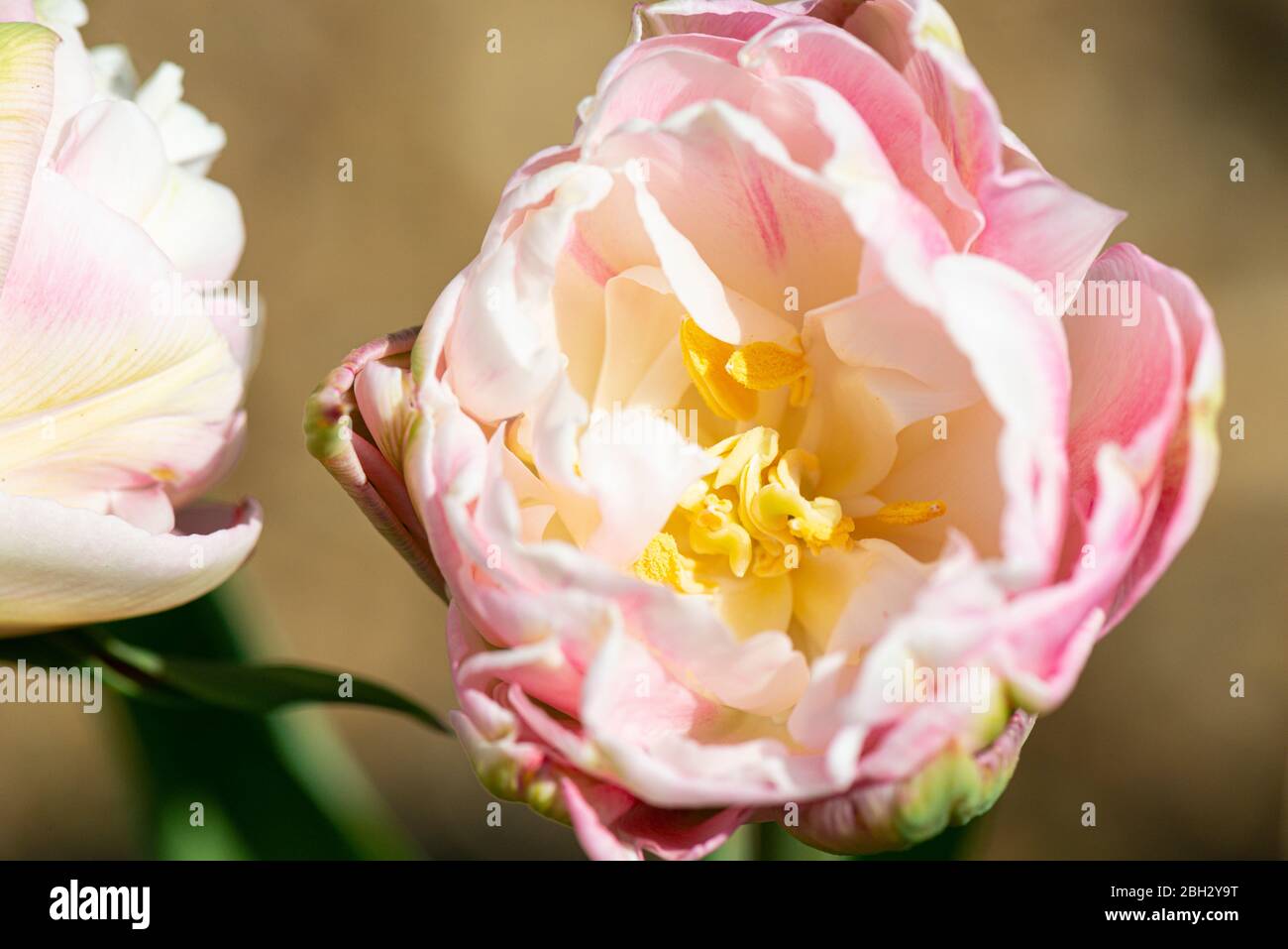 tulip „Angélique“ (Tulipa „Angélique“) Stockfoto