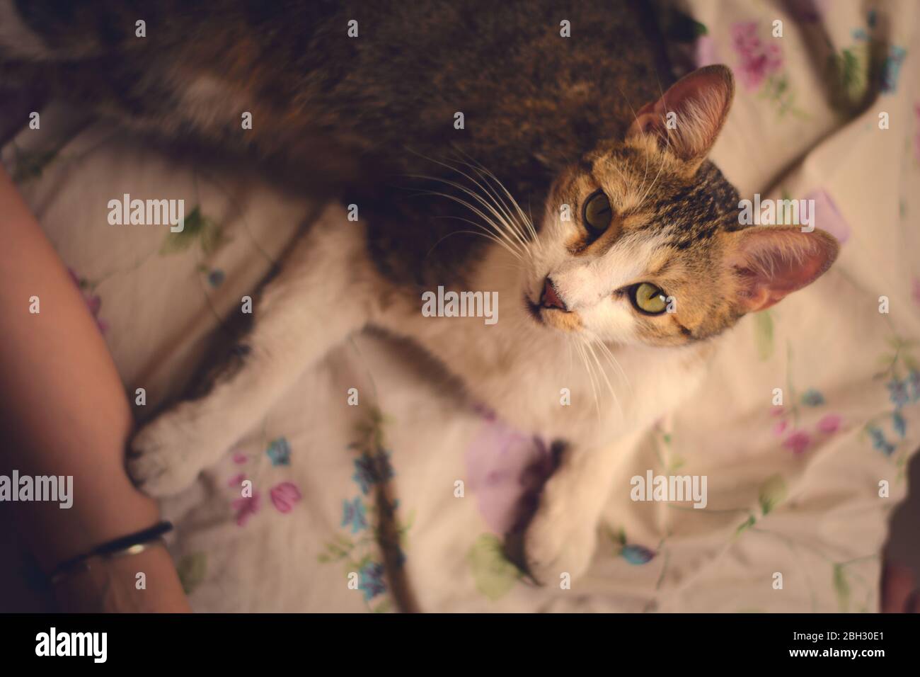 Schöne, gestromte Katze, die auf einem Bett liegt, nach oben schaut, direkt auf die Kamera. High-Angle-Aufnahme. Stockfoto