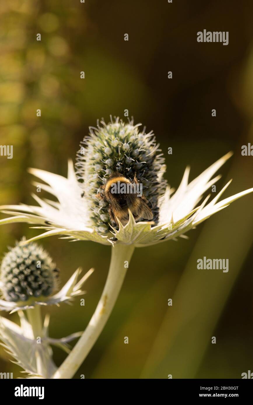 Biene sammeln Nektar aus Sea Holly in einem englischen Garten, Eryngium Stockfoto