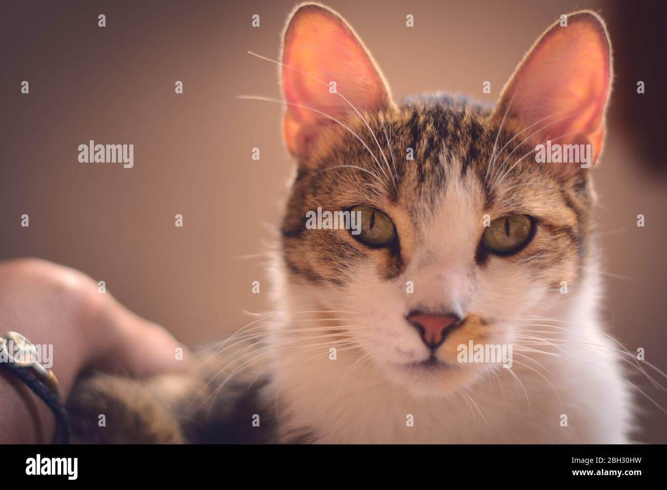 Schöne tabby Katze direkt auf die Kamera mit einem intensiven Blick. Tierporträt. Stockfoto