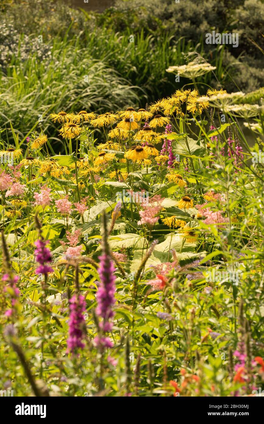 Sommergrenze von Loosestrife Gelb Schwarz Eyed Susan, Rudbeckia fulgida, astilbe; Stockfoto