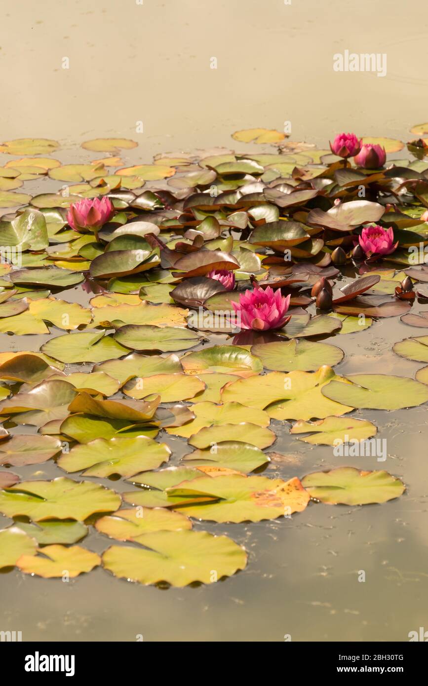 Nymphaea „Attraktion“; Stockfoto