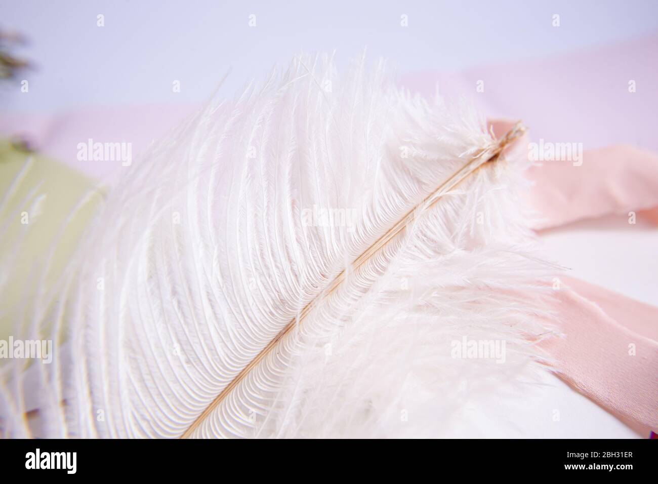 Weiße Straußenfeder auf rosa Hintergrund. Grußkarte zum Muttertag. Valentinstag. Kopierbereich. Stockfoto