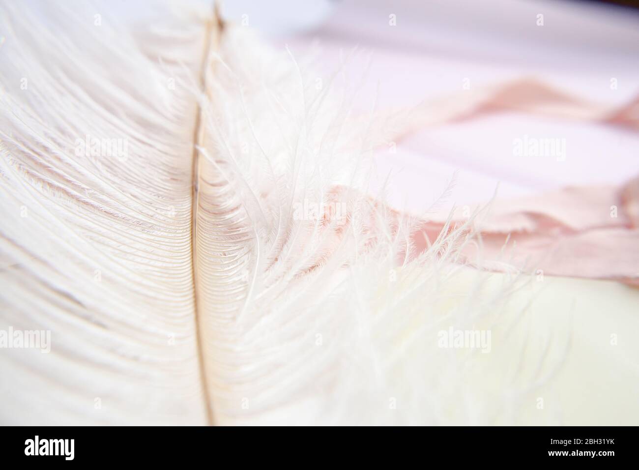 Weiße Straußenfeder auf rosa Hintergrund. Grußkarte zum Muttertag. Valentinstag. Kopierbereich. Stockfoto