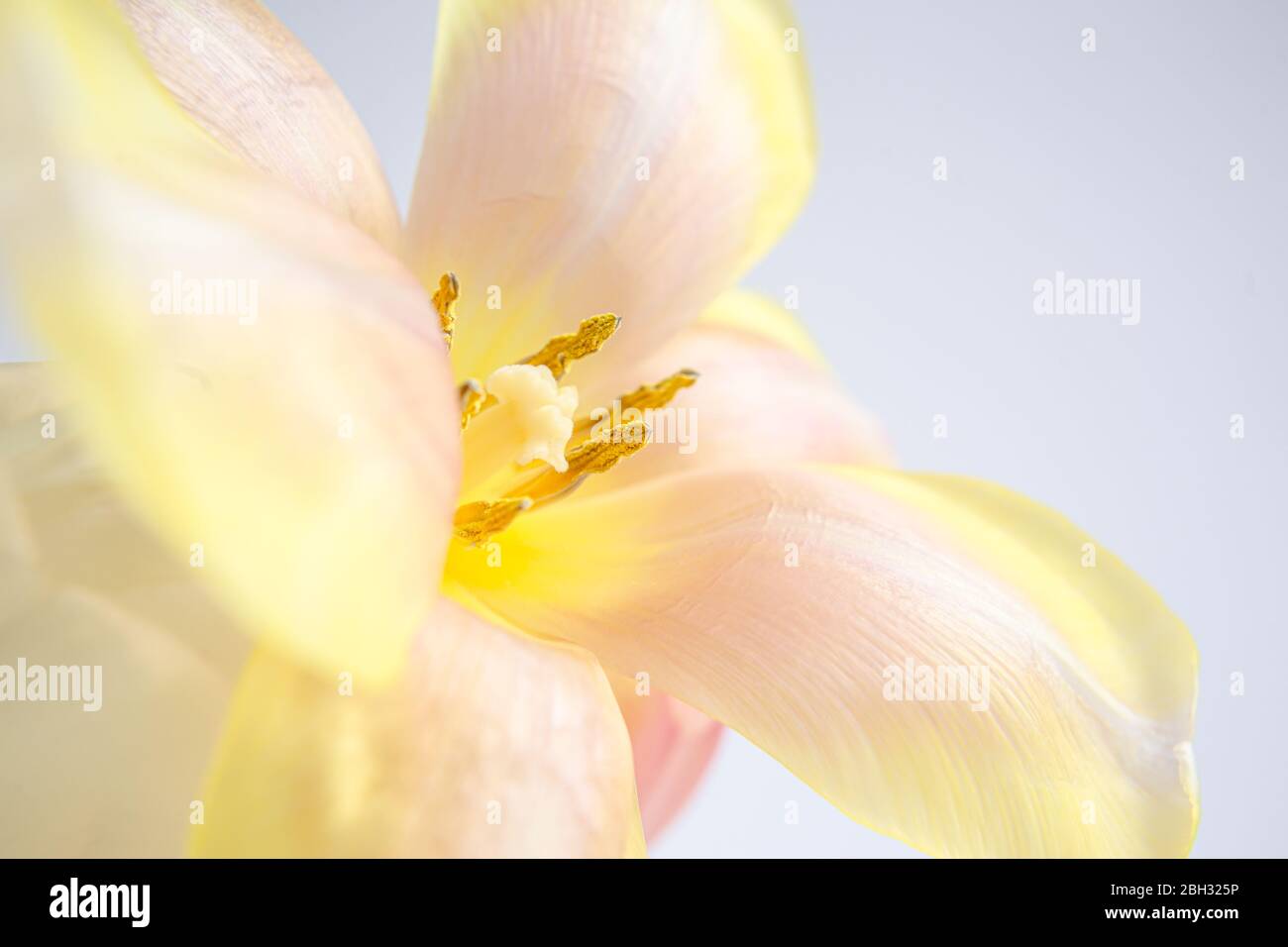 Weiße und rosa Tulpen auf einem lila Hintergrund mit einem pfirsichfarbenen Seidenband. Weiße Blumen. Makrobild. Platz für Text. Grußkarte. Muttertag. Stockfoto