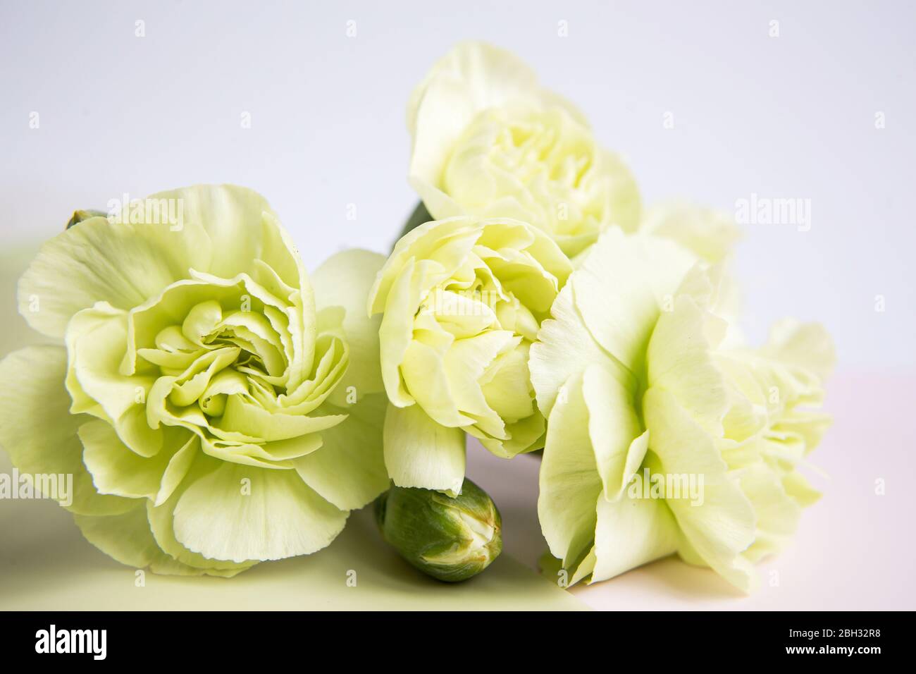 Grün gelbe Nelken Blüten auf einem weißen lila Hintergrund. Platz für den Text. Muttertag. Grußkarte. Hochzeitstag. Valentinstag. Stockfoto