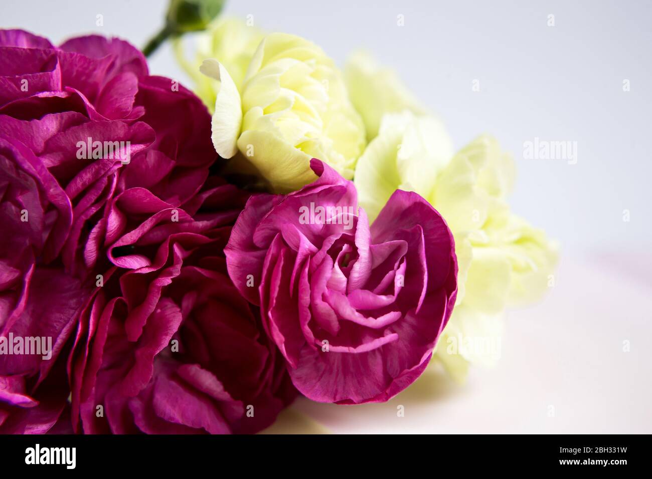 Rosa lila und gelb grüne Nelken auf einem weißen lila Hintergrund. Rosa Blüten. Platz für den Text. Muttertag. Grußkarte. Hochzeitstag. Valent Stockfoto