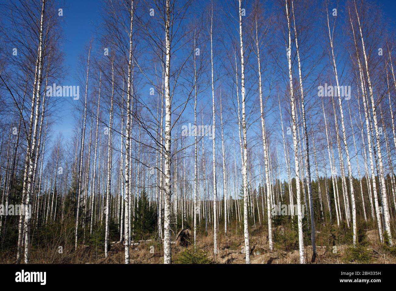 Junger, blattloser und verdünnter Birkenwald im Frühling Stockfoto
