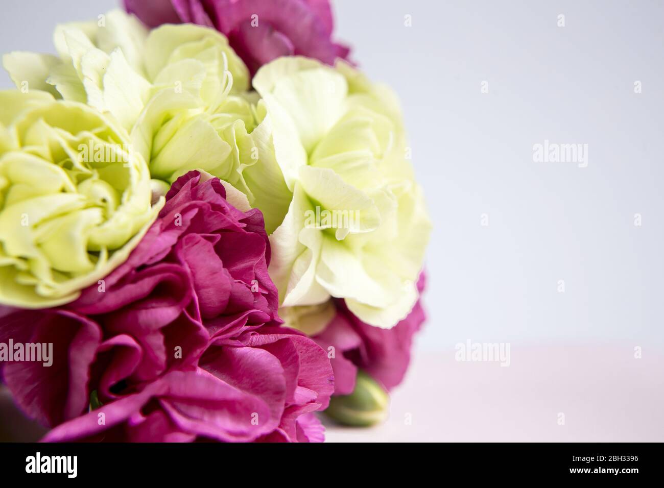 Rosa lila und gelb grüne Nelken auf einem weißen lila Hintergrund. Rosa Blüten. Platz für den Text. Muttertag. Grußkarte. Hochzeitstag. Valent Stockfoto