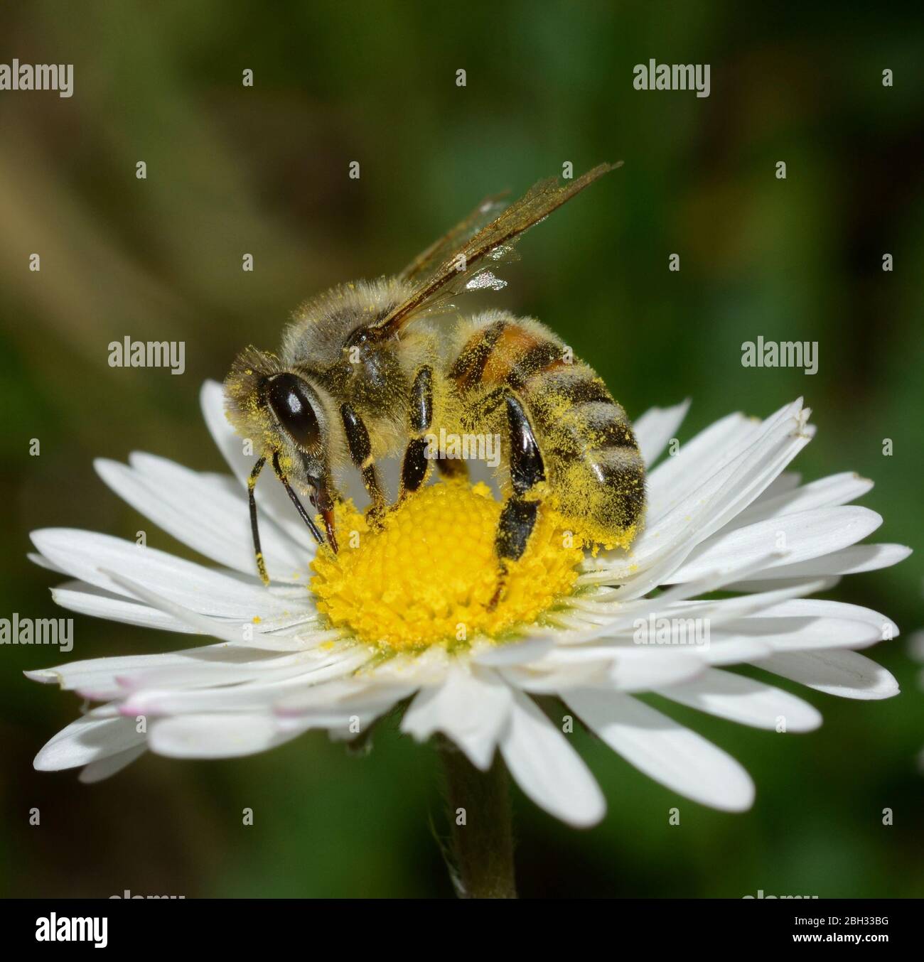 Nahaufnahme von Honigbiene, die Nektar auf südliche Gänseblümchen auf verschwommenem Hintergrund von grünem Gras sammelt Stockfoto
