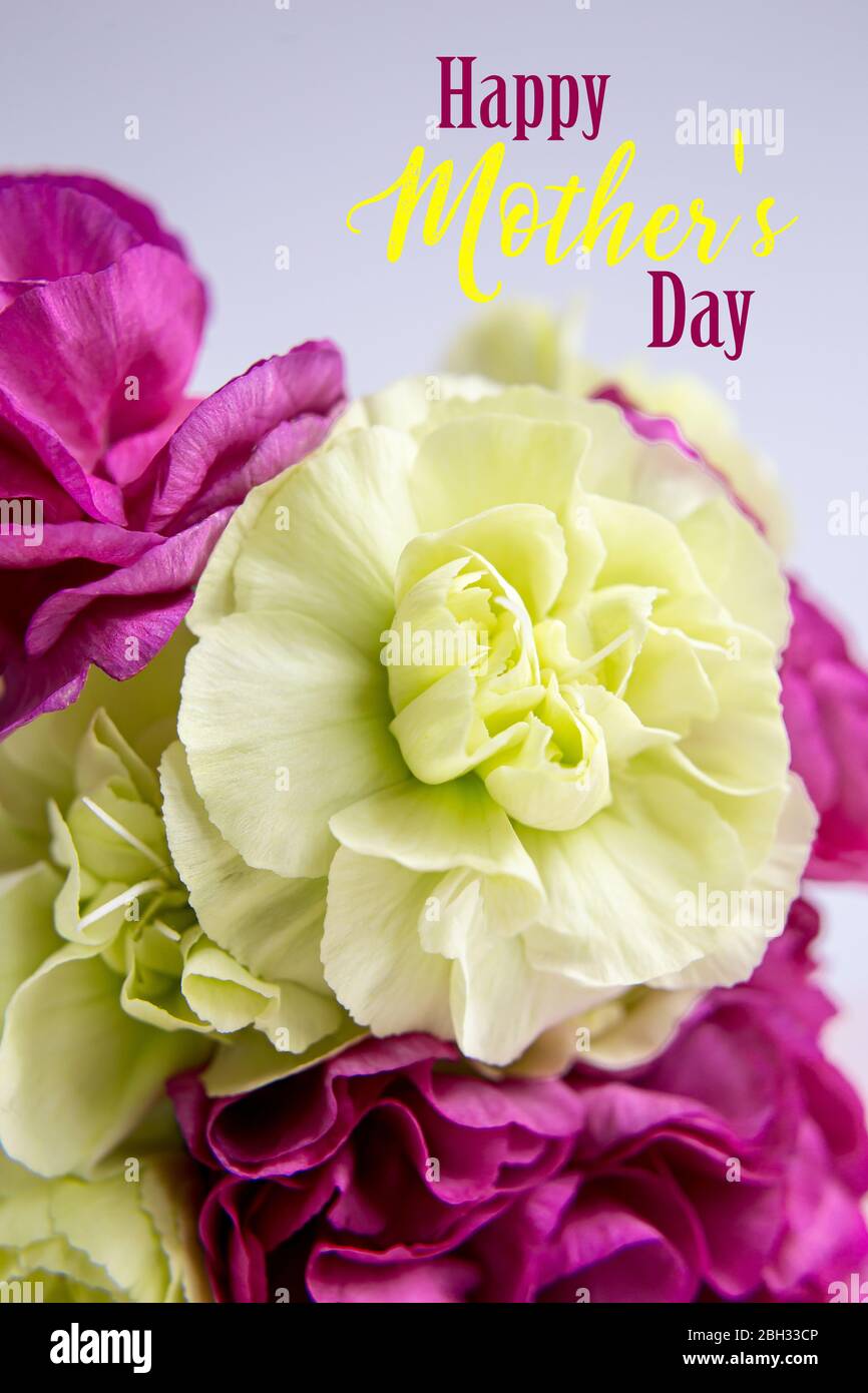 Grün gelb und rosa lila Blüten auf rosa und Hintergrund. Karte für den Muttertag. Stockfoto