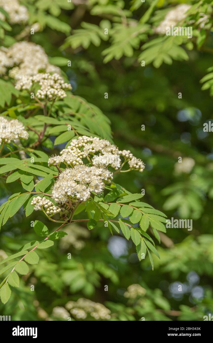 Blumen und Blätter der Rowan Baum / Bertasche / Sorbus aucuparia in Sonnenschein. Früchte verwendet, um Eberesche Marmelade / Konserven (passt zu Wildfleisch). Stockfoto