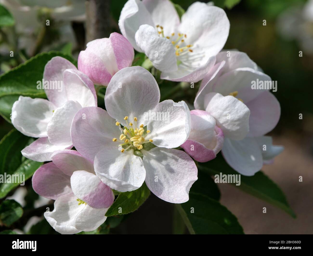 Viele Blüten eines Apfelbaums mit leuchtend weißen Blütenblättern, gelben Staubgefäßen und einem Hauch von Rosa an den aufsteigenden Knospen Stockfoto