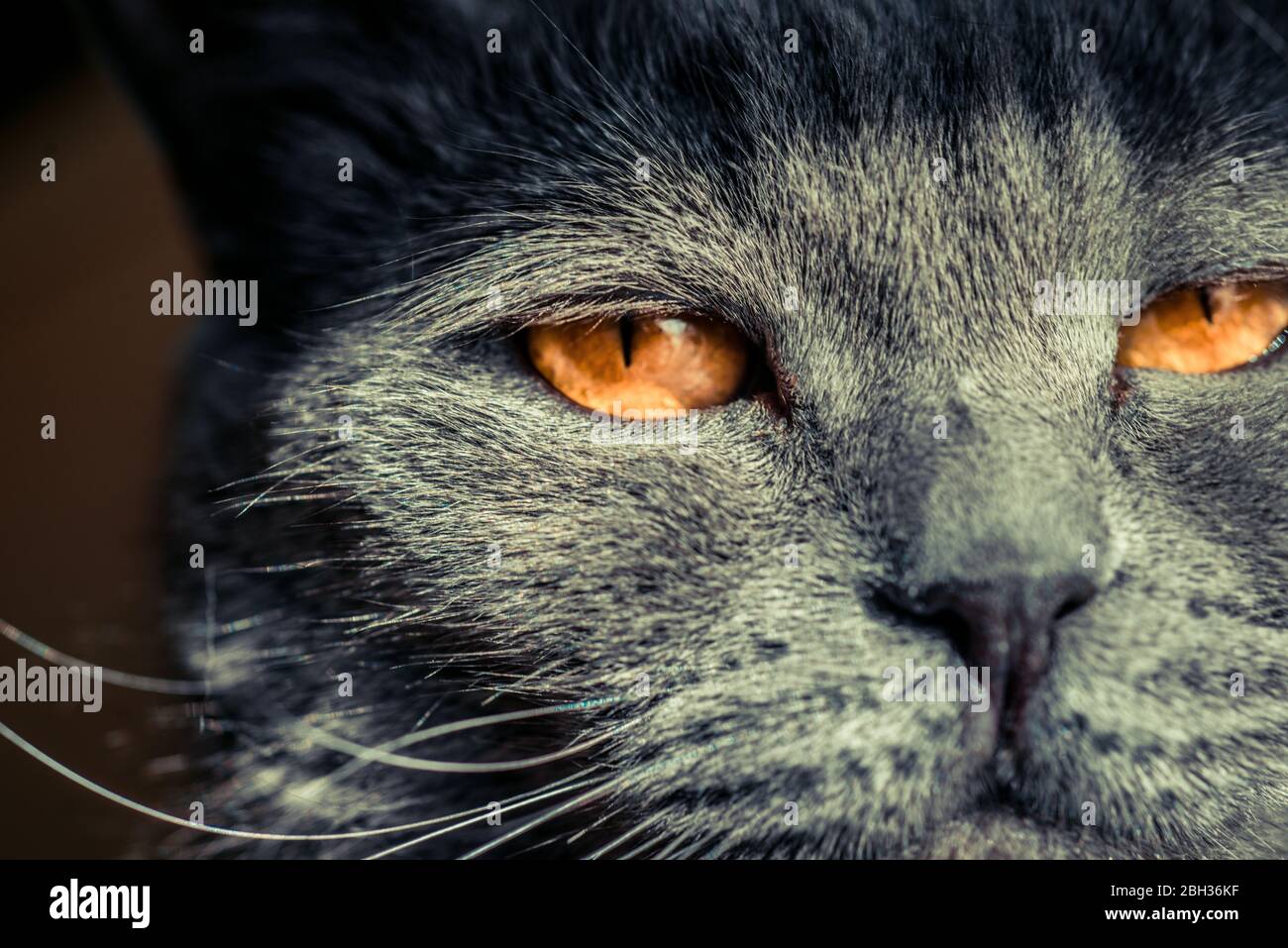 Graue britische Katze mit großen Augen von feuriger Farbe Stockfoto Graue britische Katze mit großen Augen von feuriger Farbe Stockfoto