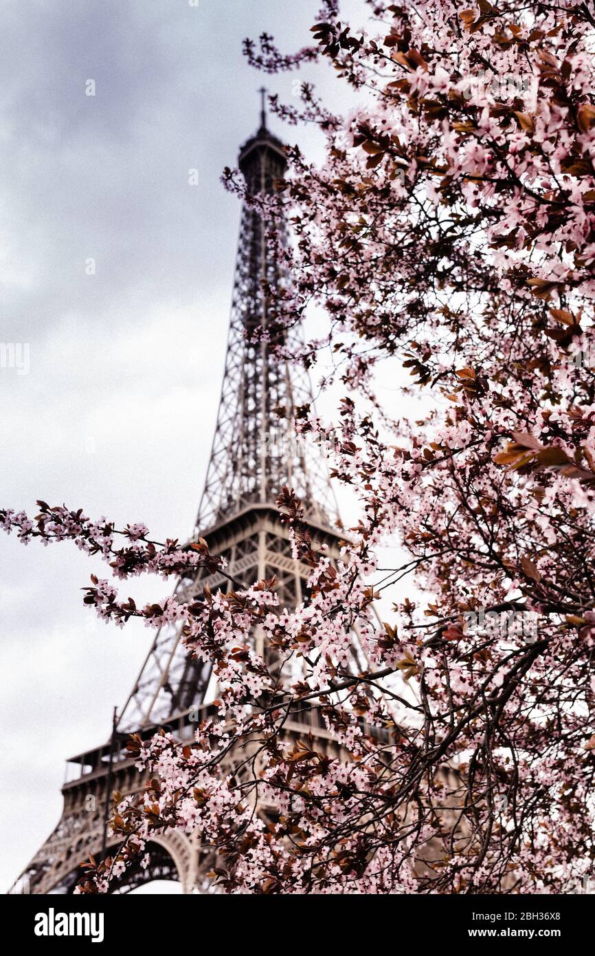 Eiffelturm im Frühling rosa Blumen blühen in tiefblauen Himmel von Paris Stockfoto