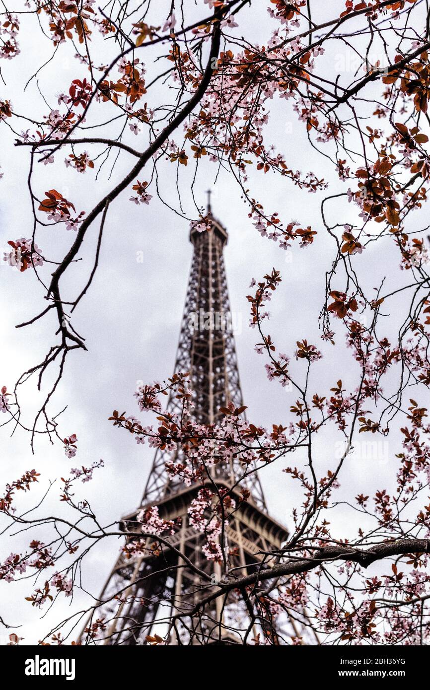 Eiffelturm im Frühling rosa Blumen blühen in tiefblauen Himmel von Paris Stockfoto