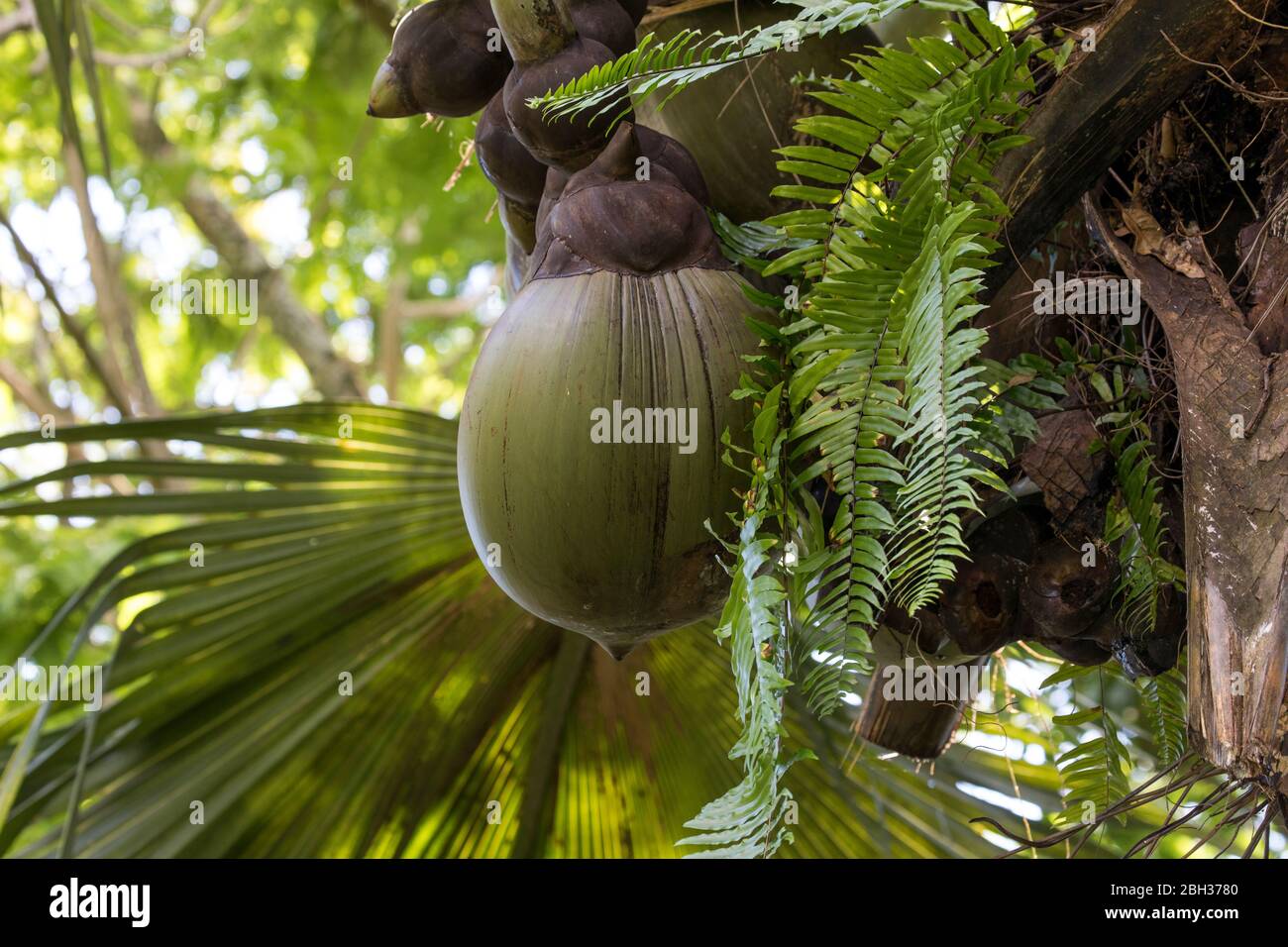Coco de Mer; Lodoicea maldivica; Baum; Seychellen Stockfoto