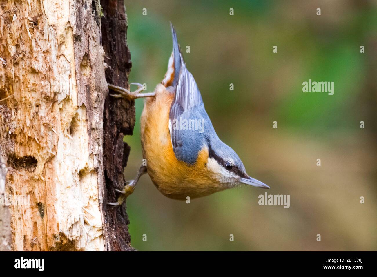 Specht Muraiolo - Tichodroma muraria Stockfoto