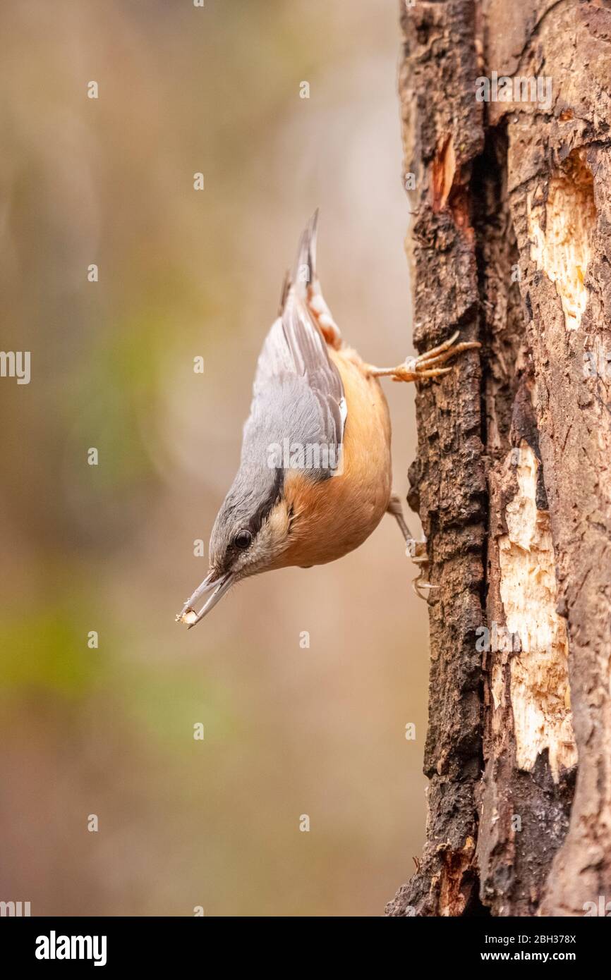 Specht Muraiolo - Tichodroma muraria Stockfoto