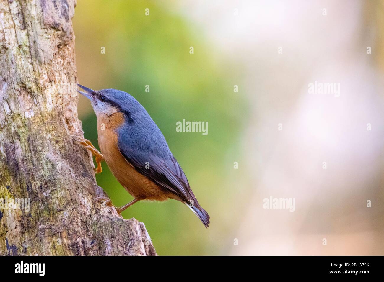 Specht Muraiolo - Tichodroma muraria Stockfoto