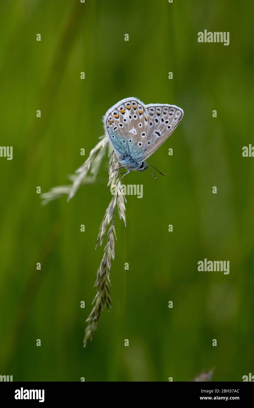 Blauer Schmetterling; Polyommatus icarus; UK Stockfoto