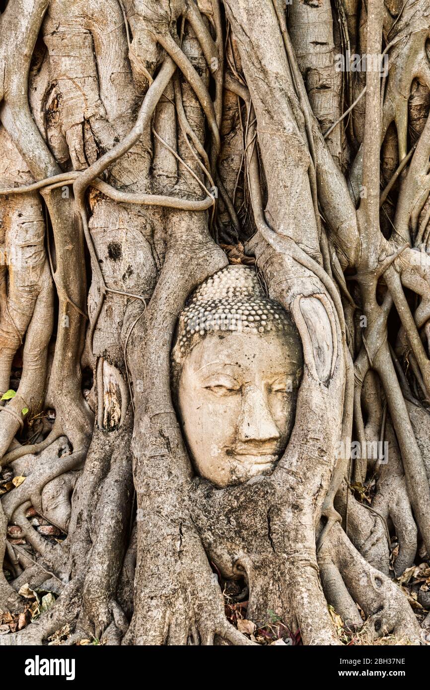 Kopf der Buddha-Statue, Wat Mahatat, Ayutthaya Historical Park, UNESCO Weltkulturerbe, Ayutthaya, Thailand, Südostasien, Asien Stockfoto