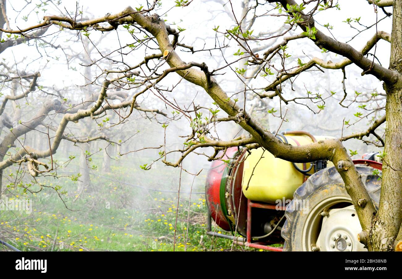 Spritzen mit Apfelbäumen im Frühjahr Stockfotografie - Alamy