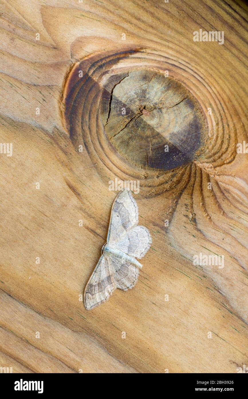 Riband Wave Moth; Idaea aversata; On Wood; Großbritannien Stockfoto