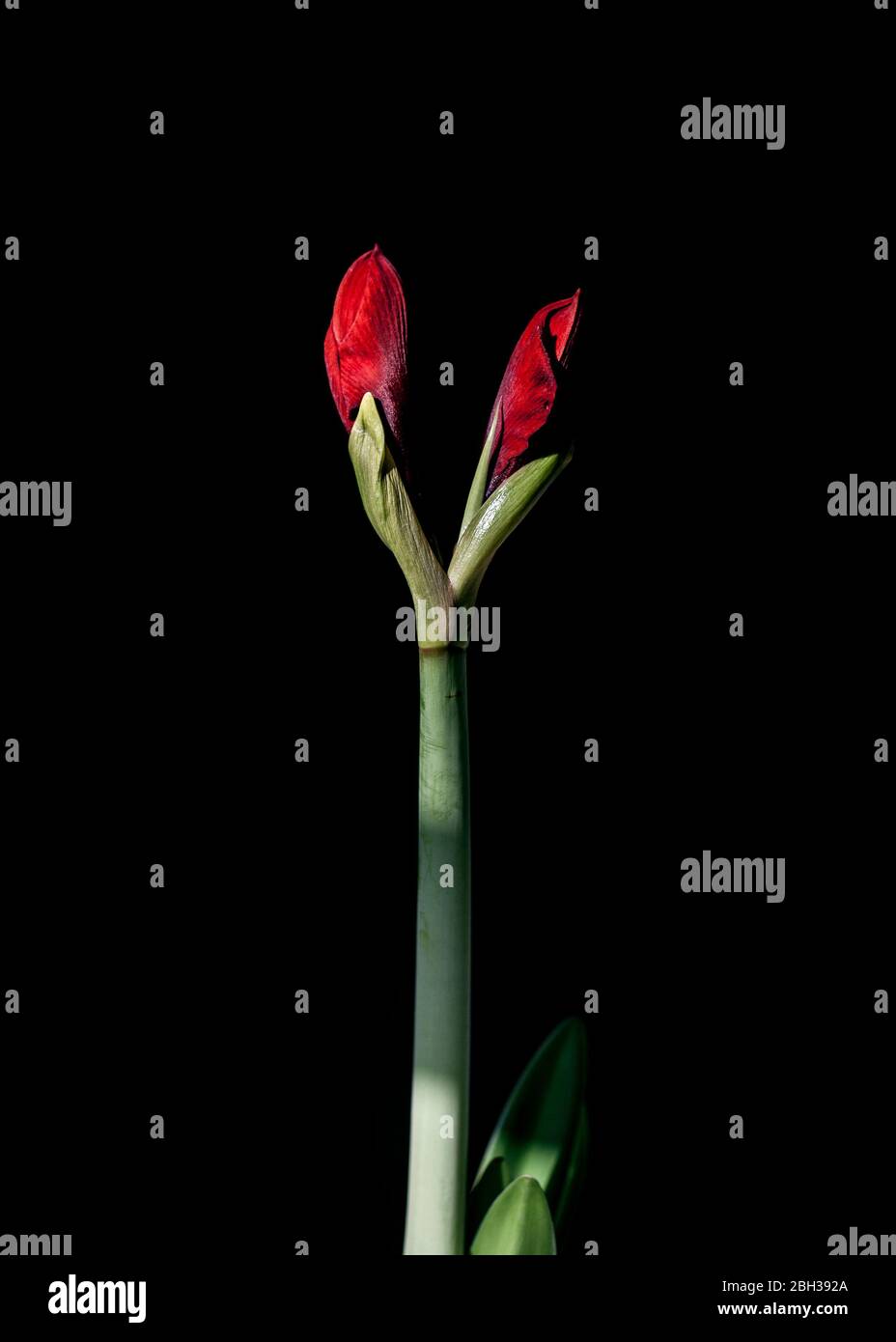 Amaryllis Red Typ Knospen auf schwarzem Hintergrund Stockfoto