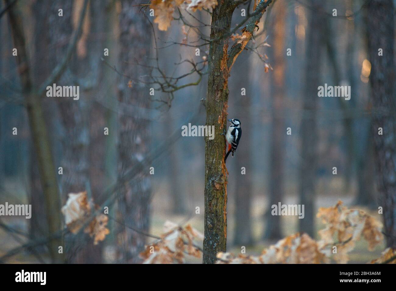 Specht sitzt in einem schönen Abendlicht Stockfoto