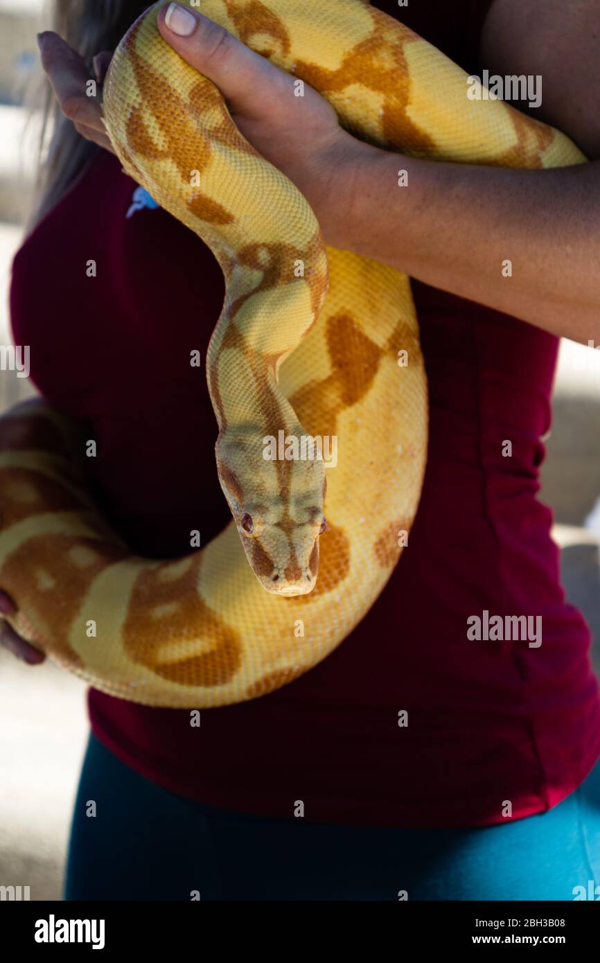 Frau hält große, schwere birmanische Python, die um ihre Hüften gewickelt ist. Stockfoto