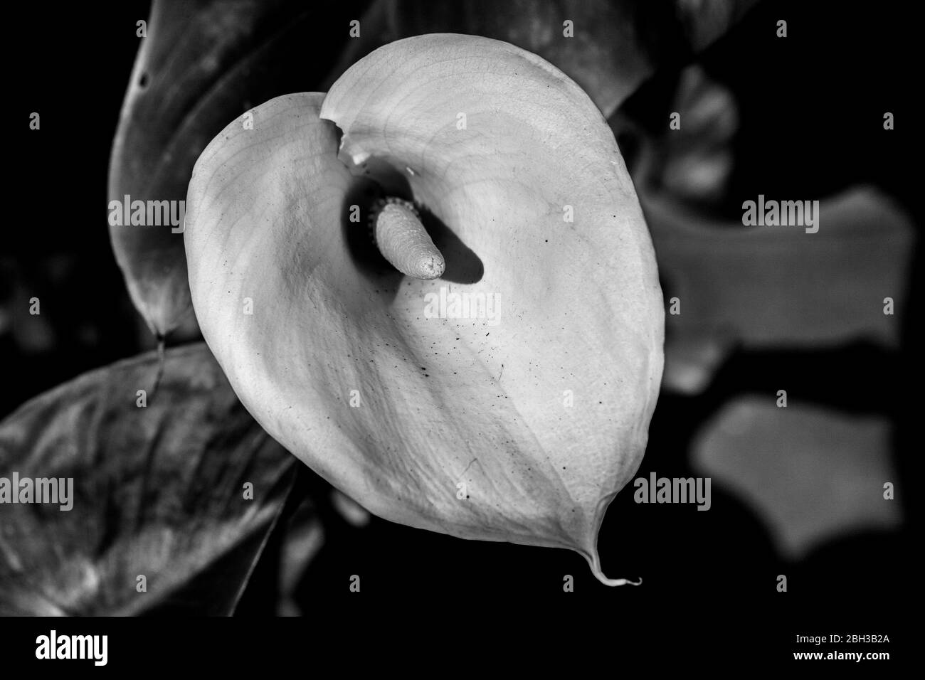 Calla Lily, Zantedeschia aethiopica, Seerose Stockfoto