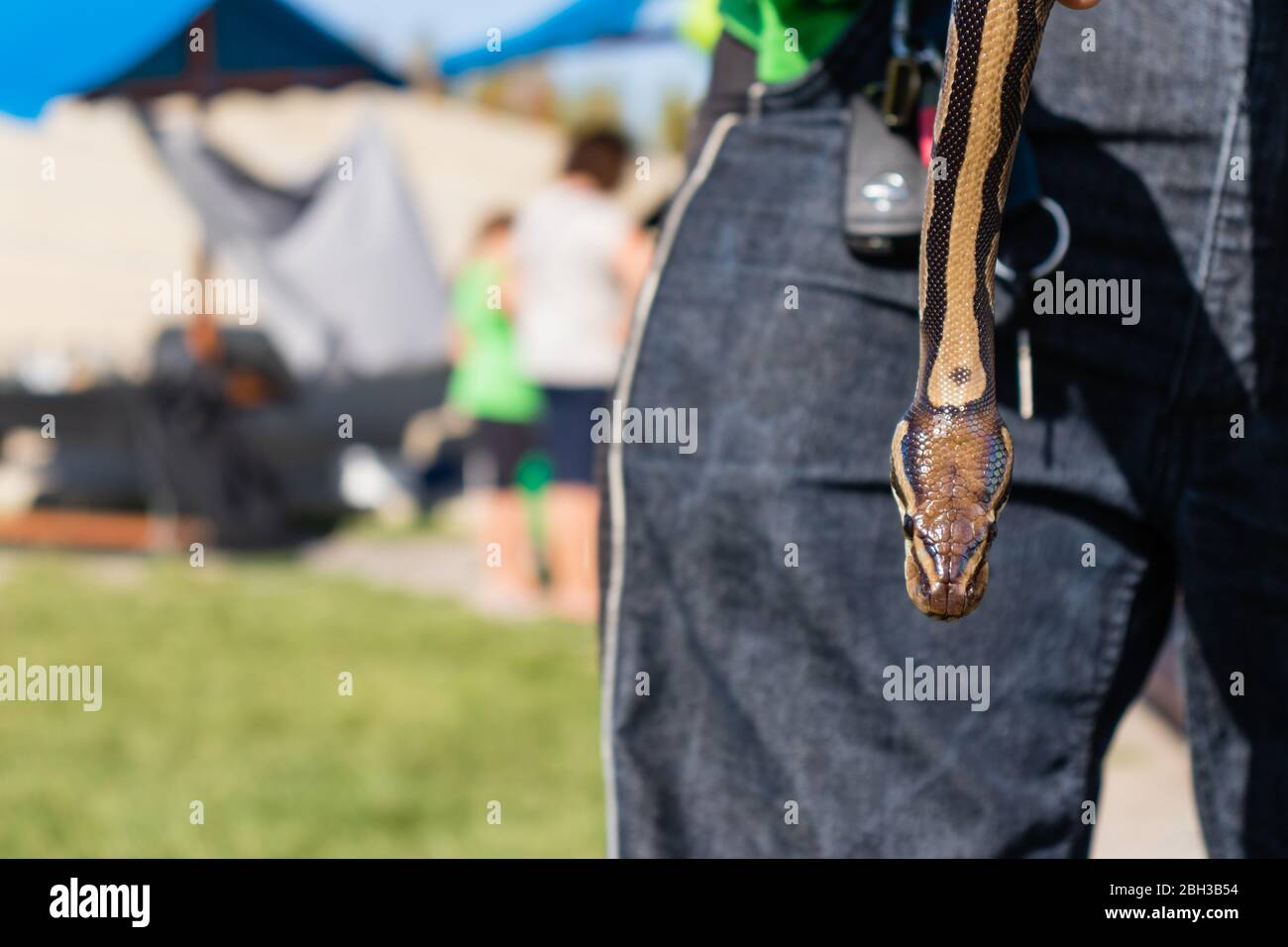 Mann hält kleine Baby Ball Python, die in Richtung des Bodens kriecht. Stockfoto