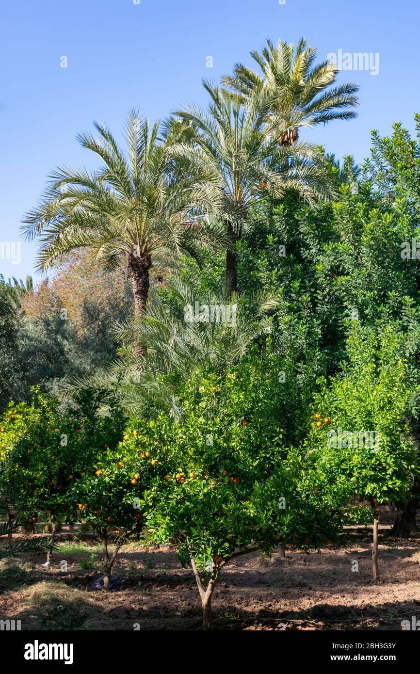 Orangenbäume und Palmen im Cyber Park in Marrakesch Marokko Stockfoto