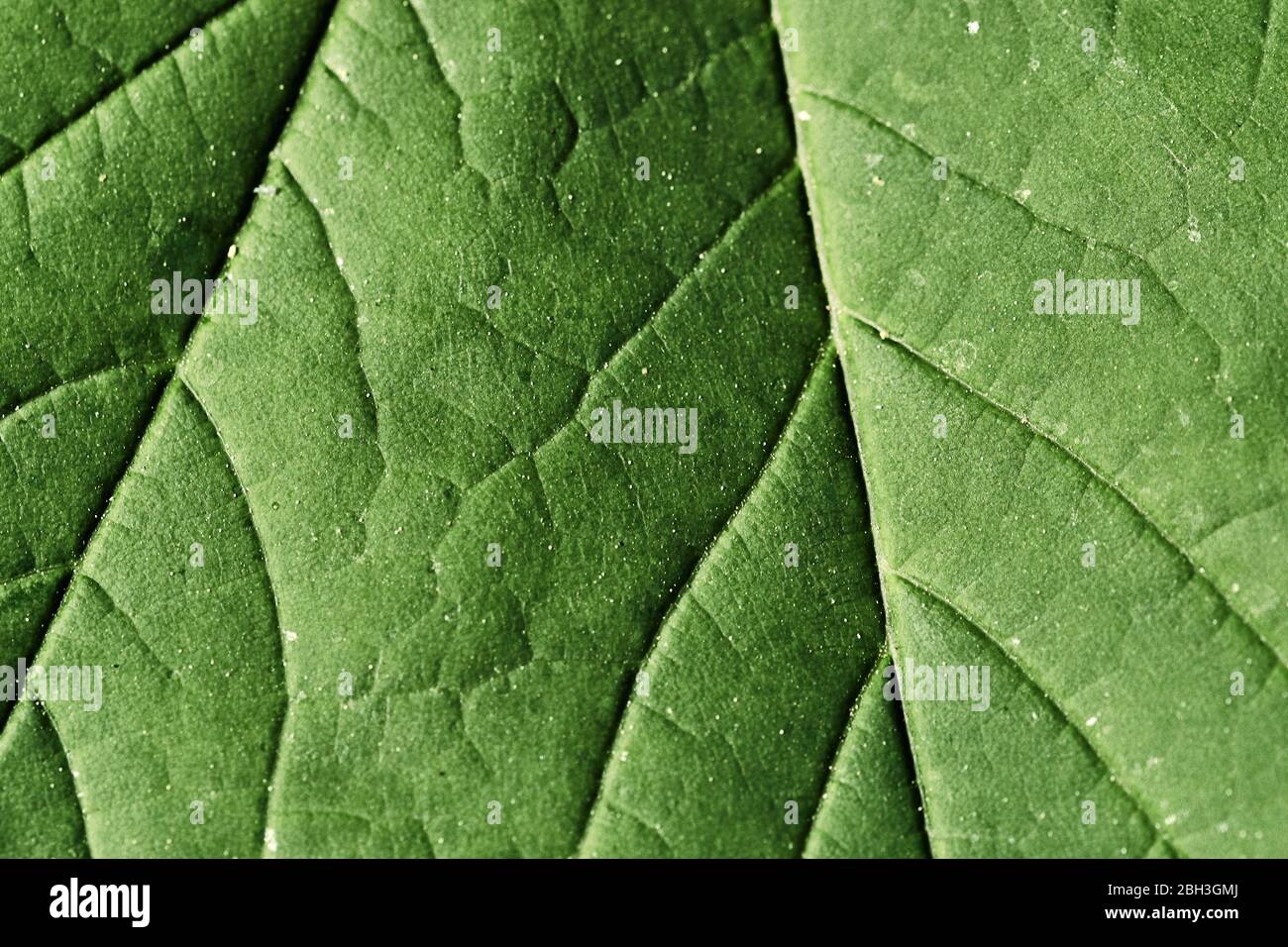 Nahaufnahme grüne Blatt Textur. Hintergrund der Makroart Stockfoto