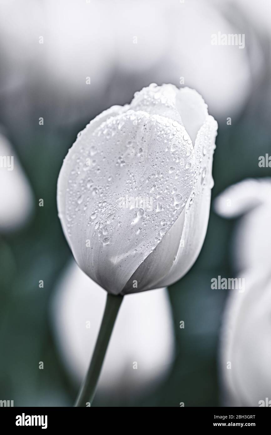 Nasse weiße Tulpe vor unscharfem Hintergrund Stockfoto