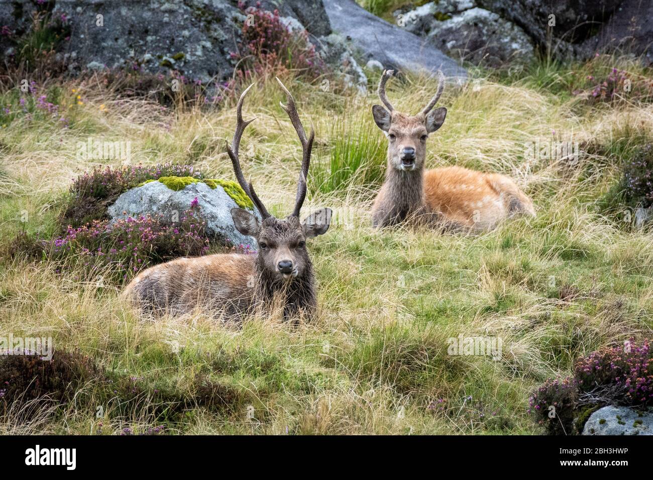 Junge sika Hirsche liegen an einem vergrasten Hang im Wicklow Mountains National Park in Irland an einem nieselnden Herbsttag Stockfoto