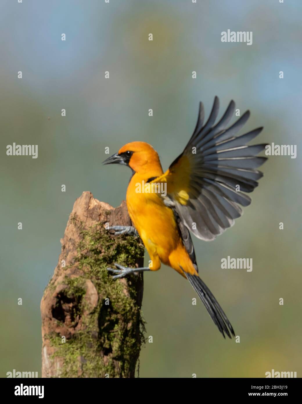 Altamira oriole, Alamo, Rio Grande Valley, Texas, USA Stockfoto