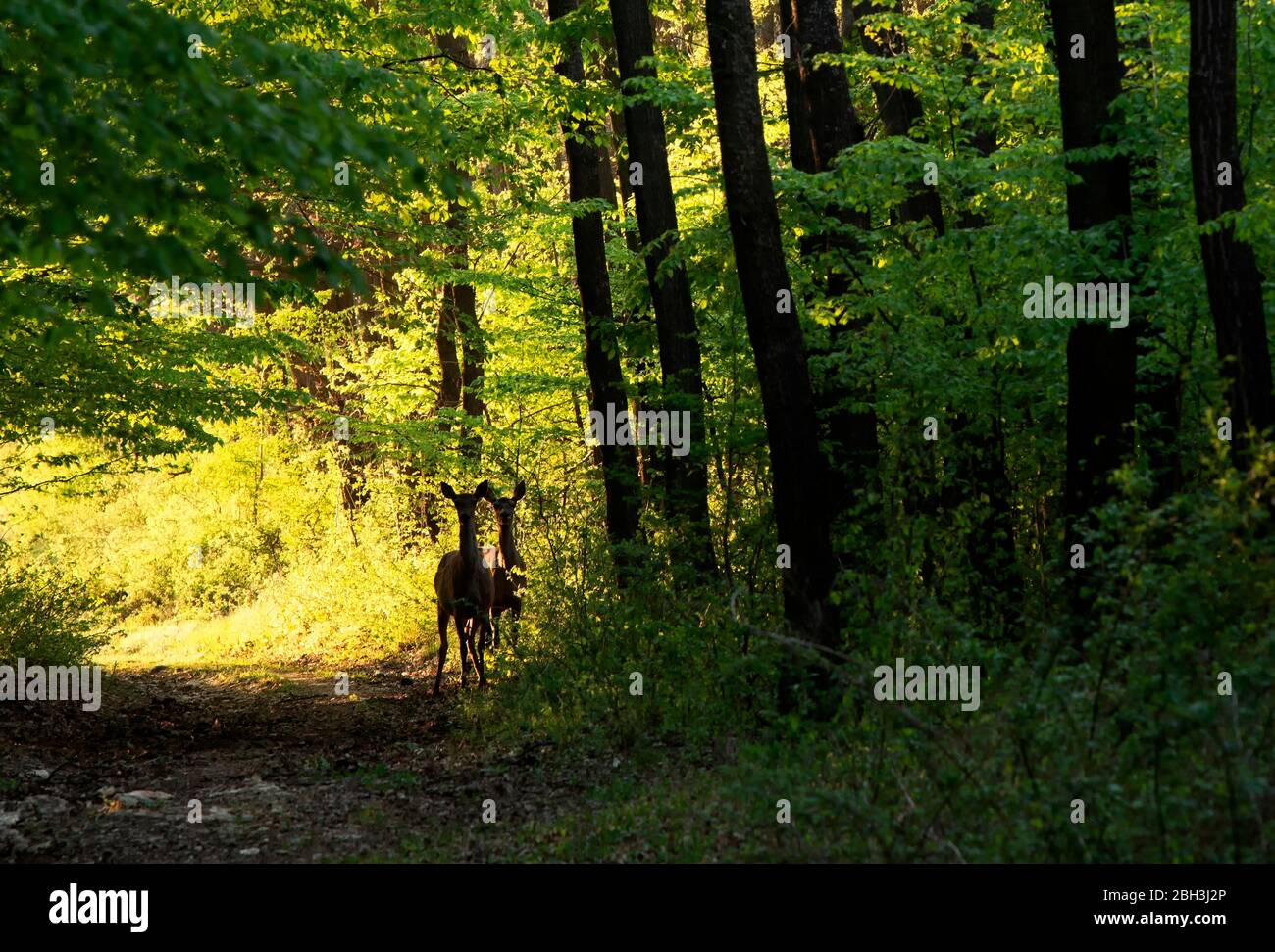 Hirschinnen im Frühlingswald Stockfoto