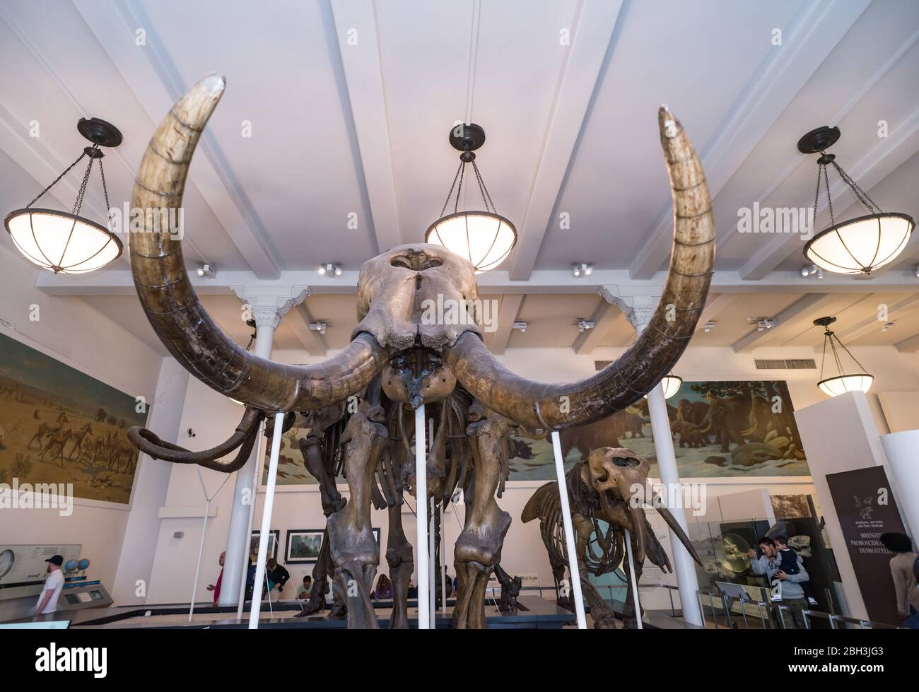 New York City - 14. Mai 2016: Dinosaurier Fossilien im American Museum of Natural History. New York City Stockfoto