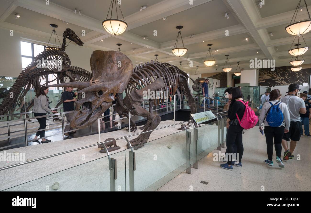 New York City - 14. Mai 2016: Dinosaurier Fossilien im American Museum of Natural History. New York City Stockfoto
