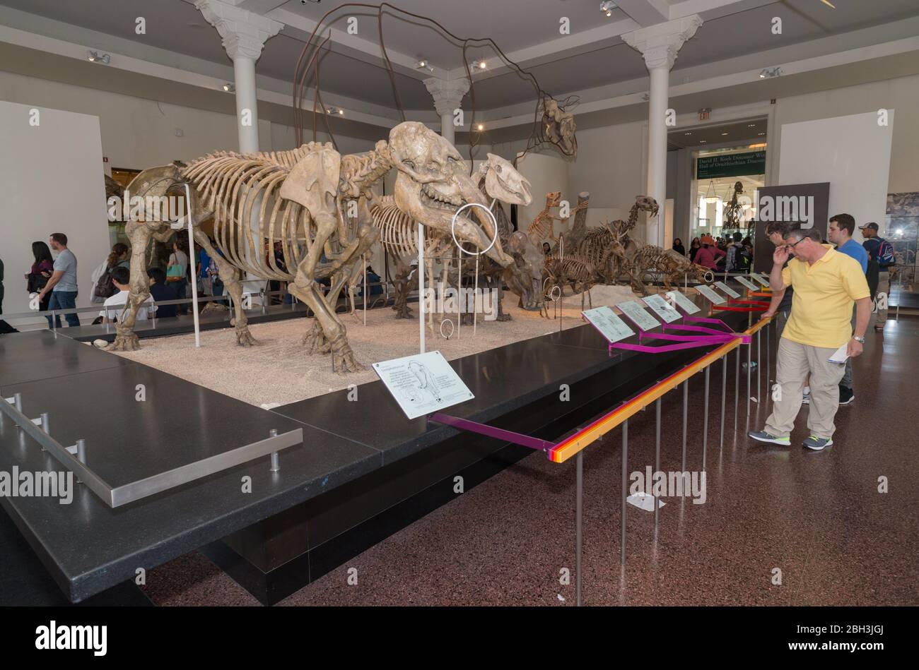 New York City - 14. Mai 2016: Dinosaurier Fossilien im American Museum of Natural History. New York City Stockfoto