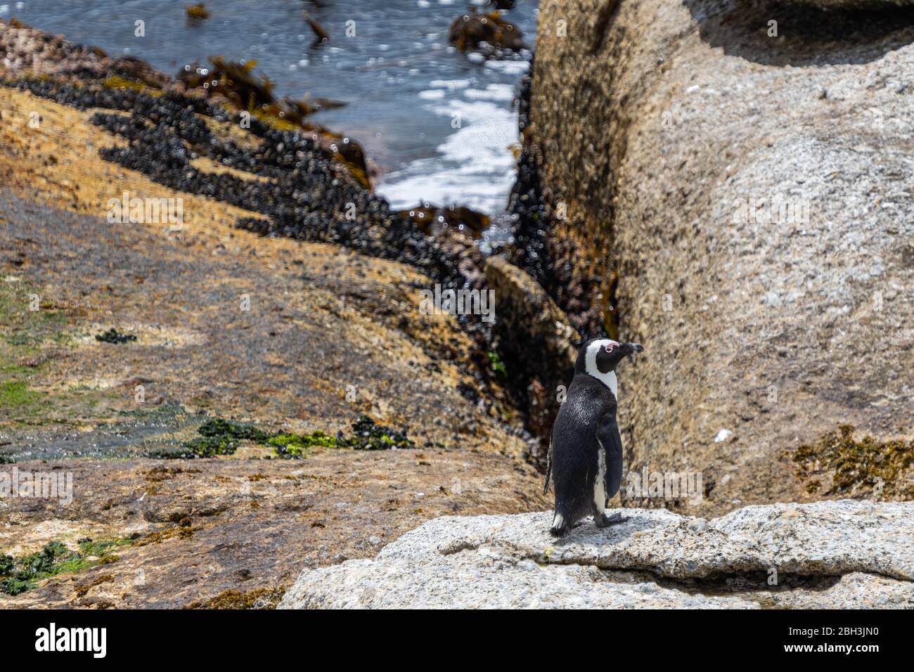 Ein einziger afrikanischer Pinguin bleibt auf dem Felsen am Boulders Beach, Simonstown, Südafrika Stockfoto